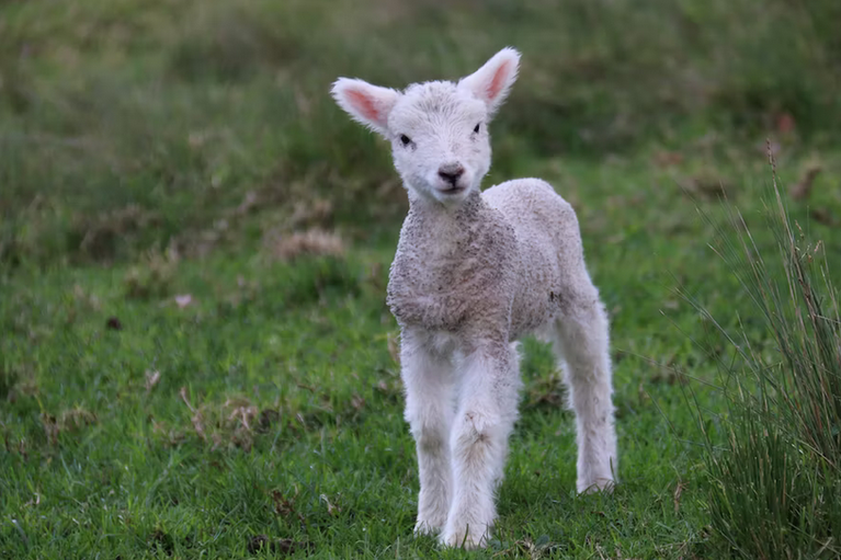 free things to do with kids in Essex
