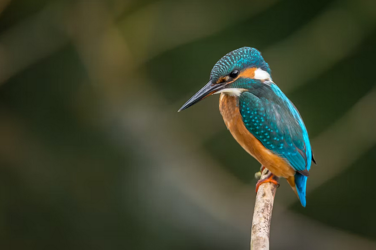 free things to do with kids in Dorset
