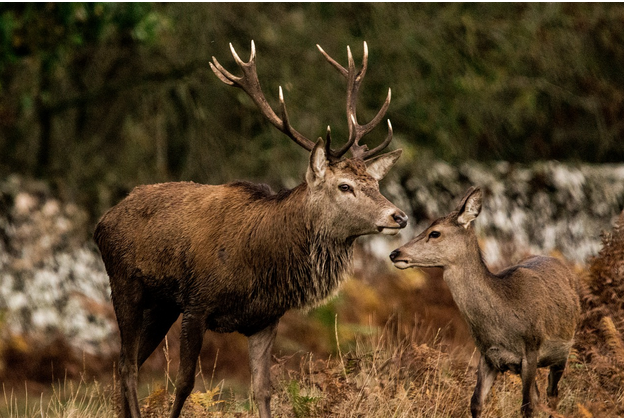 free things to do with kids in Leicestershire