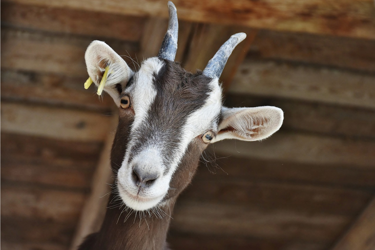free things to do with kids in Wiltshire