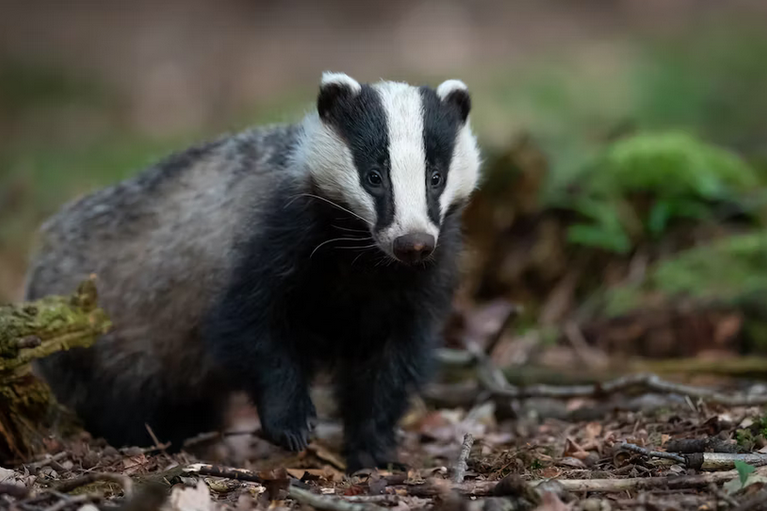 free things to do with kids in Herefordshire