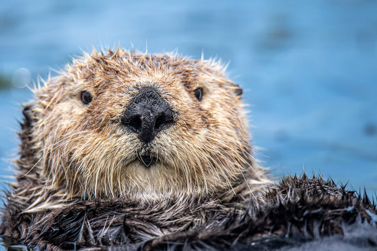 free things to do with kids in Pembrokeshire