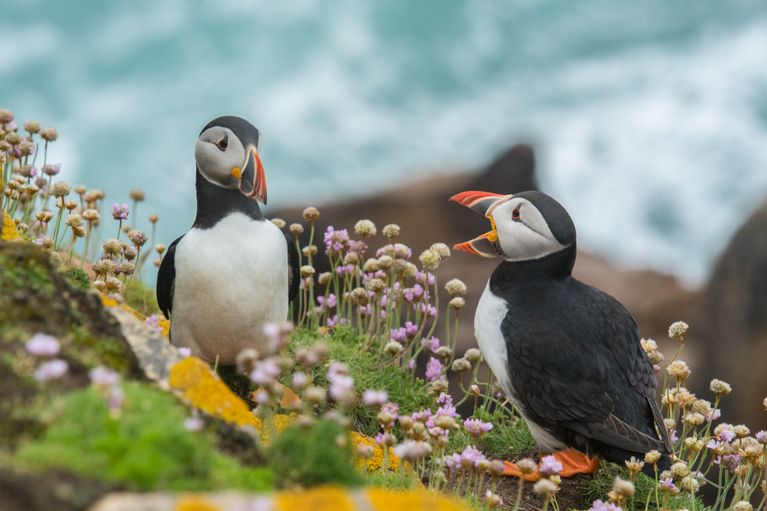 free things to do with kids in Shetland
