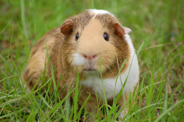 free things to do with kids in Gloucestershire