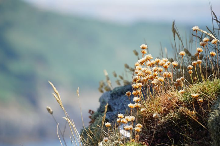 free things to do with kids in Cornwall