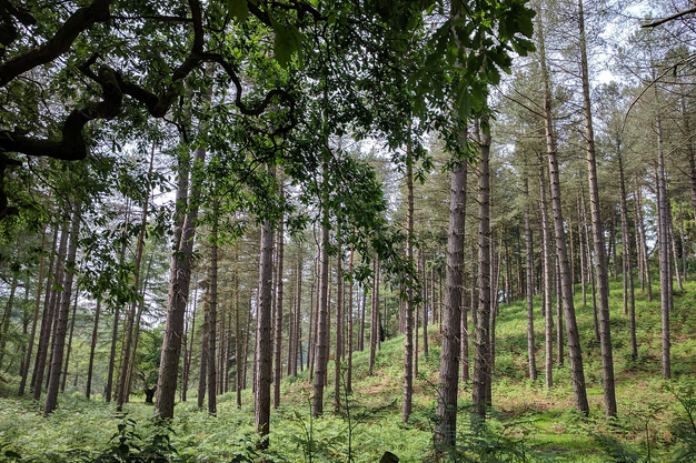 free things to do with kids in Staffordshire